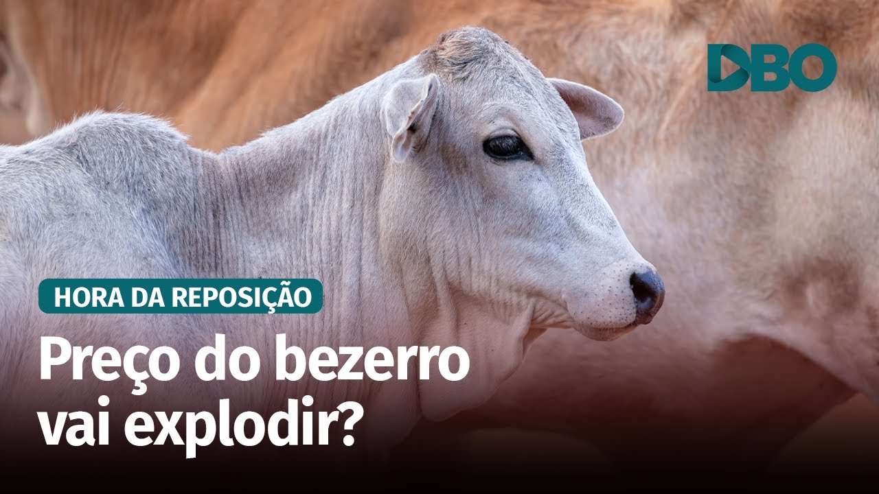 Bezerro em SP: preço pode explodir com oferta curta e demanda firme