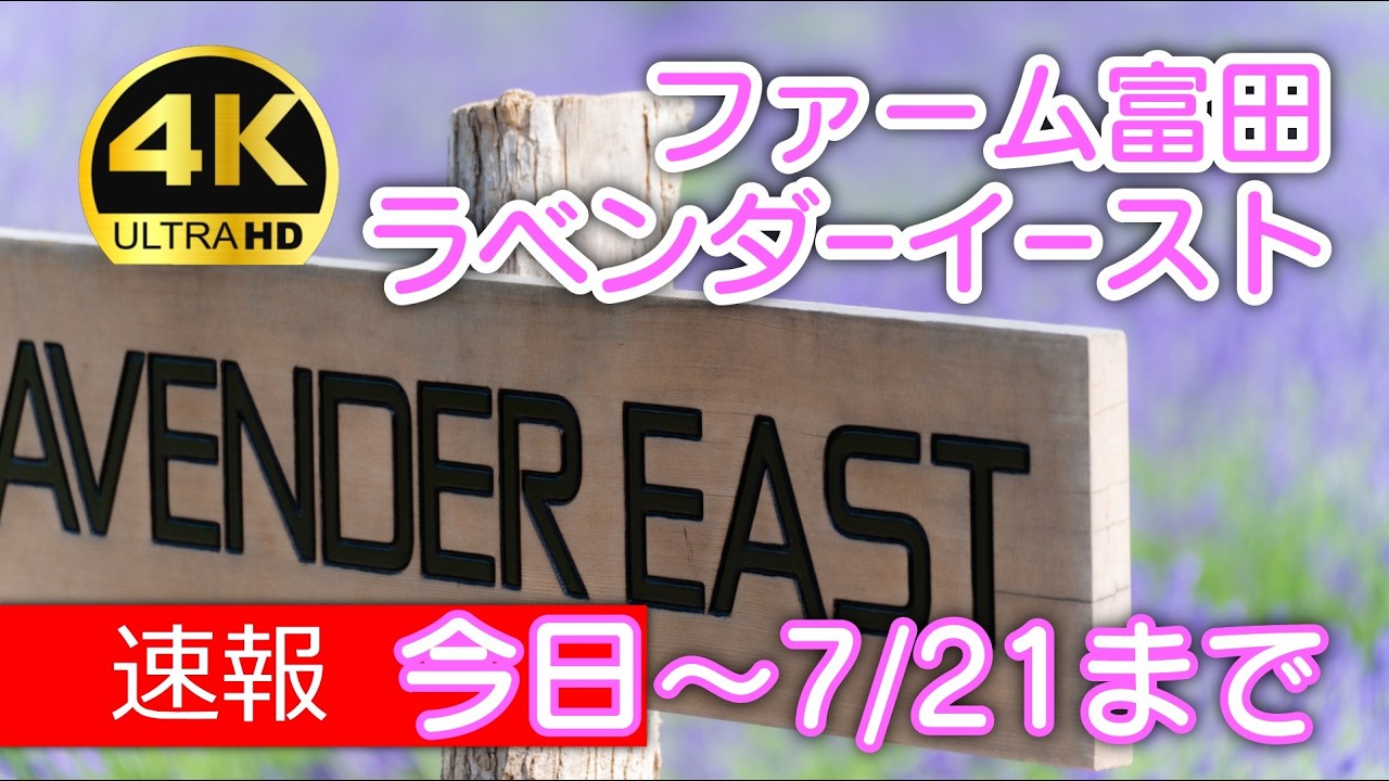 【速報】ファーム富田「ラベンダーイースト」は今日から営業開始です！早咲きラベンダーが見ごろです｜2025年版