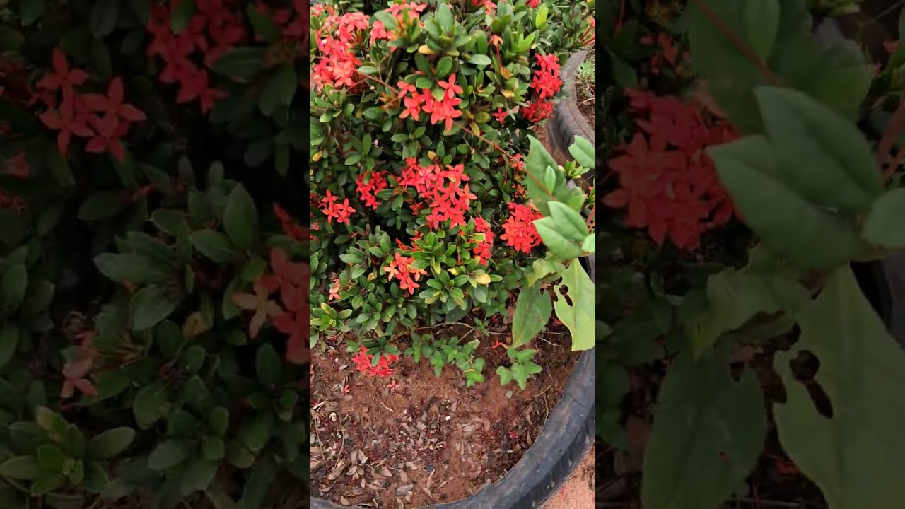 As flores da natureza tem suas belezas😍