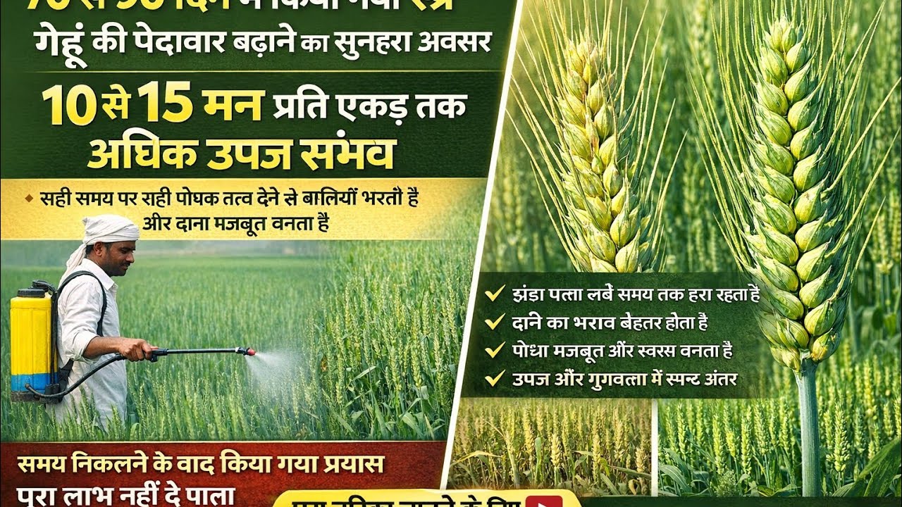 गेहूं में बालियां निकलने से पहले ये sprey जरूरी है,अगर ये कर ली तो पैदावार 30 से 40% बढ जाएगी।