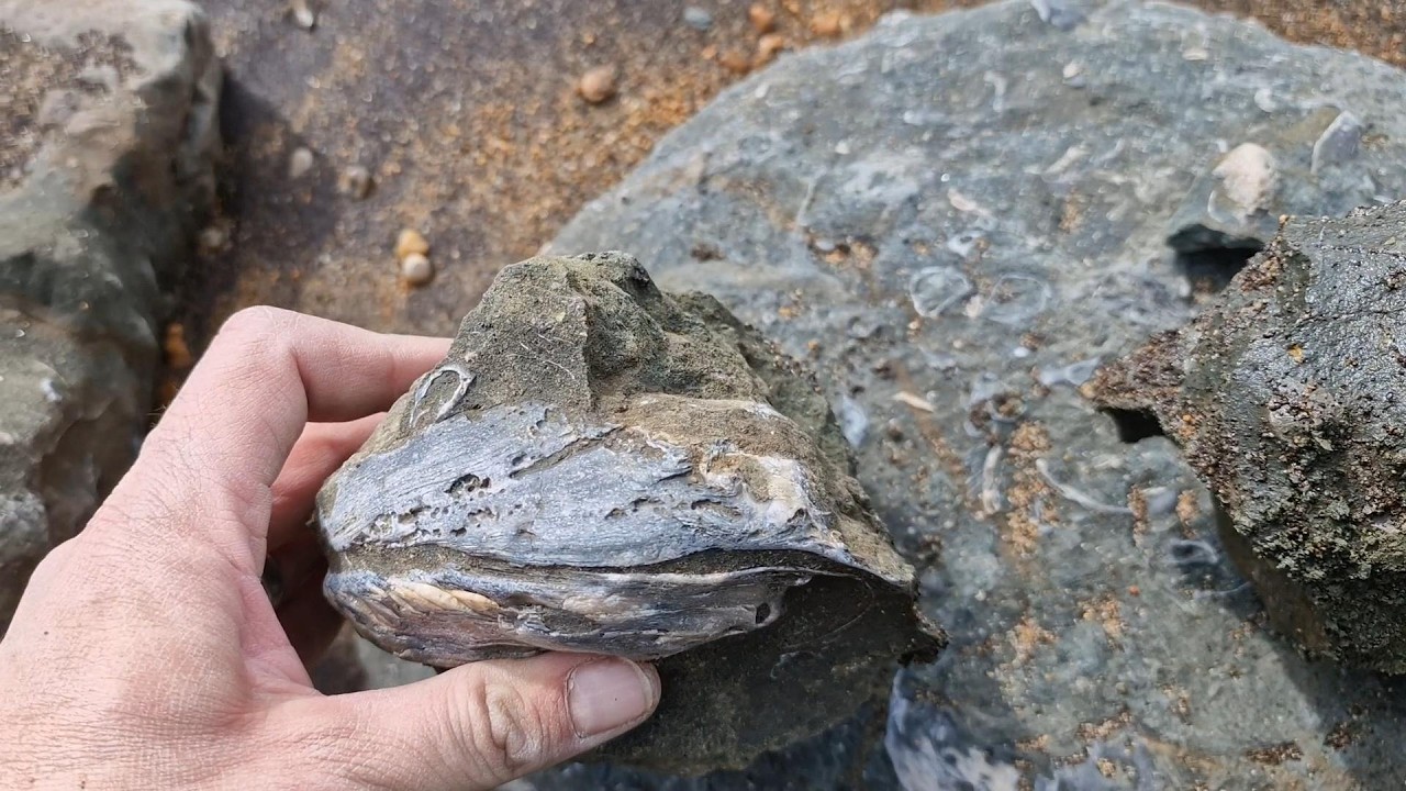 IOW Fossil Hunt Day 7 Shepards chine & Atherfield point