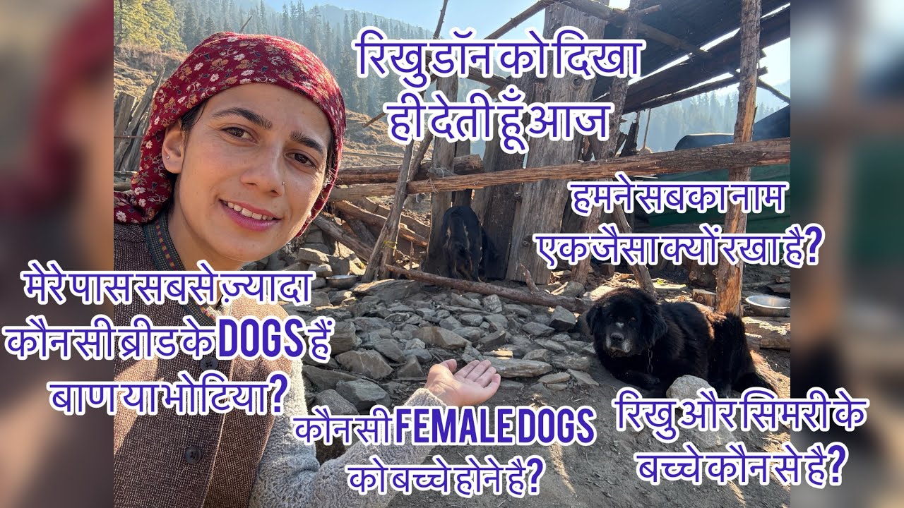 कौन सी फीमेल dogs को बच्चे होने वाले है?// हिमाचल की top breed// भोटिया कुत्ते होते है सबसे वफ़ादार 