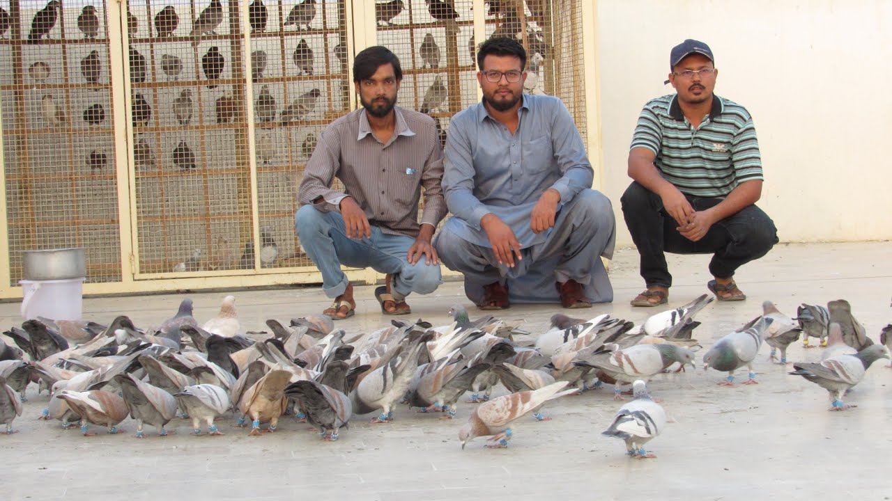 Usama Bhai K 150 Sabz Paray Kabootaron Ki Larraiyan | Pigeon Fighting In Karachi Malir | Pigeonsloft