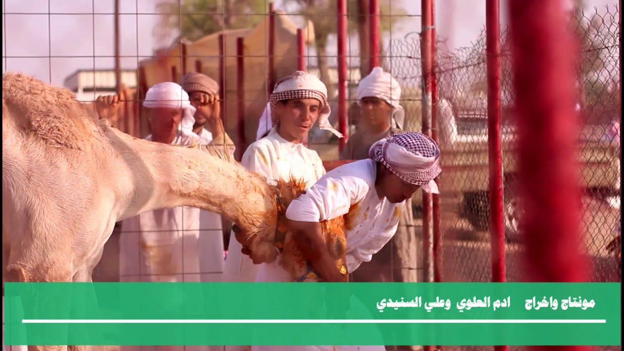مهرجان سيح الخضر لسباقات الهجن ولايه جعلان بني بو حسن مونتاج واخراج آدم العلوي و علي السنيدي
