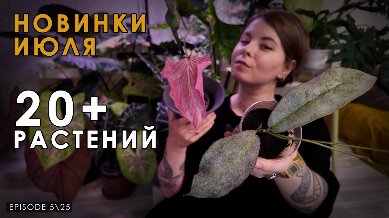 Обзор новых растений в моей коллекции за ИЮНЬ 2025
