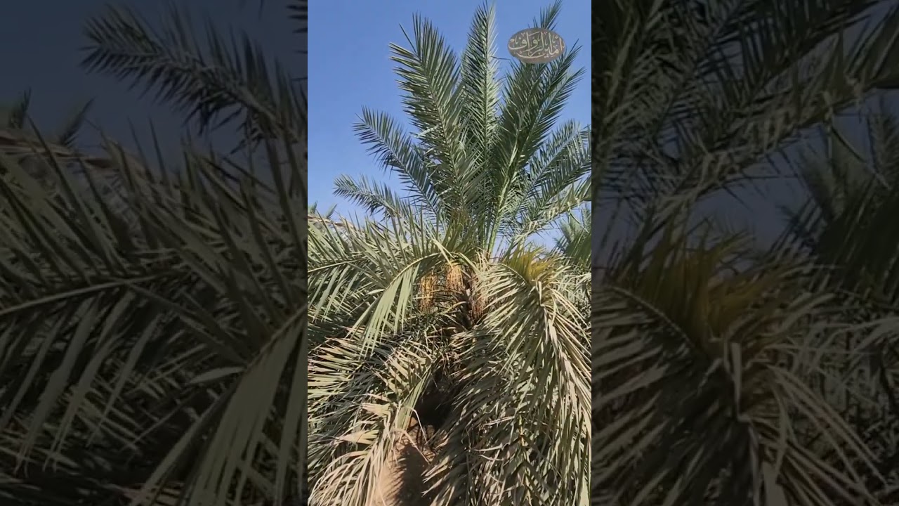 بعض عوارض الإصابات الفطرية للنخيل