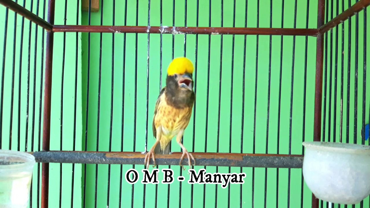 Masteran MANYAR KEMBANG GACOR dan NGEROL cocok untuk Masteran dan Pancingan