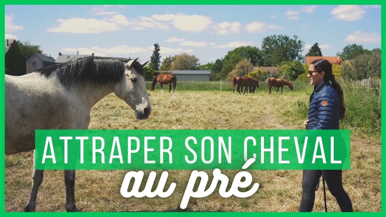 CHEVAL QUI NE SE LAISSE PAS ATTRAPER AU PRÉ : LA SOLUTION