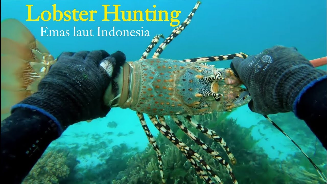 Berburu Lobster Emas laut | Lobster termahal
