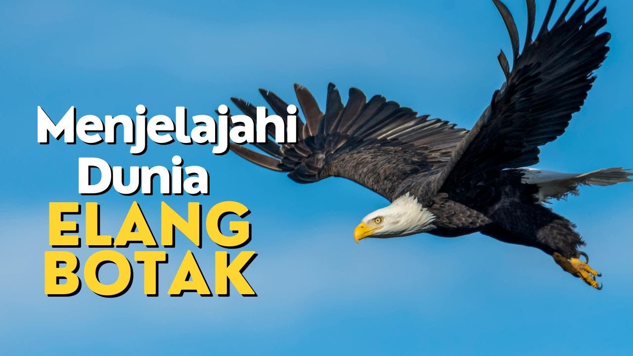 Menjelajahi Dunia Elang Botak: Raja Langit Amerika | Wiki Hewan