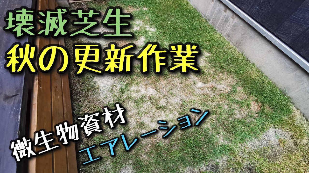 【芝生】9月の更新作業。微生物資材、エアレーション、サッチングをやりました