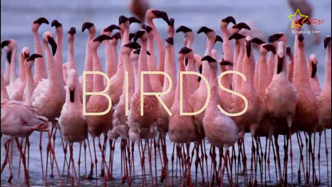 Birds' Names in English | Bird Family | Bird sounds