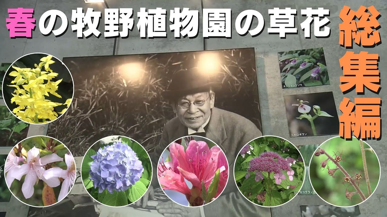 「『花を愛して』総集編① 春の牧野植物園」2024/3/25放送