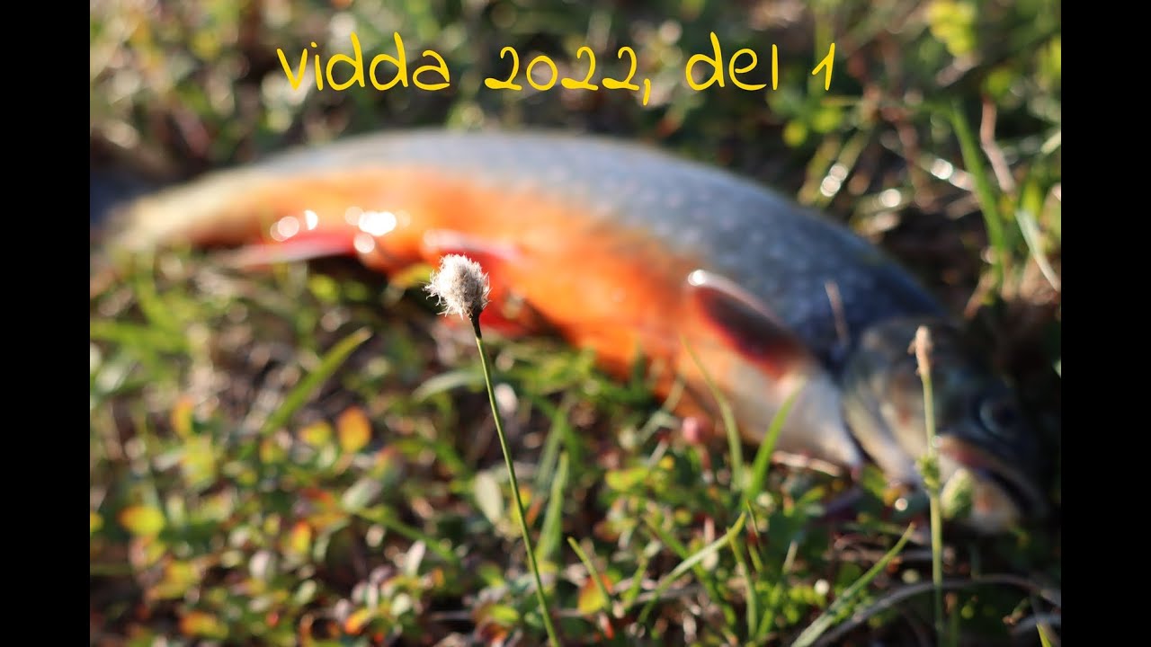 Vidda 2022, del 1