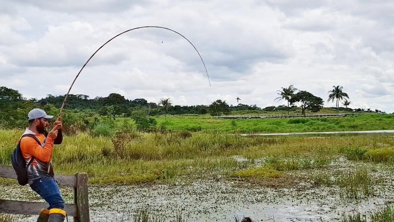 TRA&Iacute;RA GIGANTE , COMO PODE UM LUGAR TER TANTO PEIXE ASSIM ./PESCARIA DE TRA&Iacute;RA COM VARA DE BAMBU.