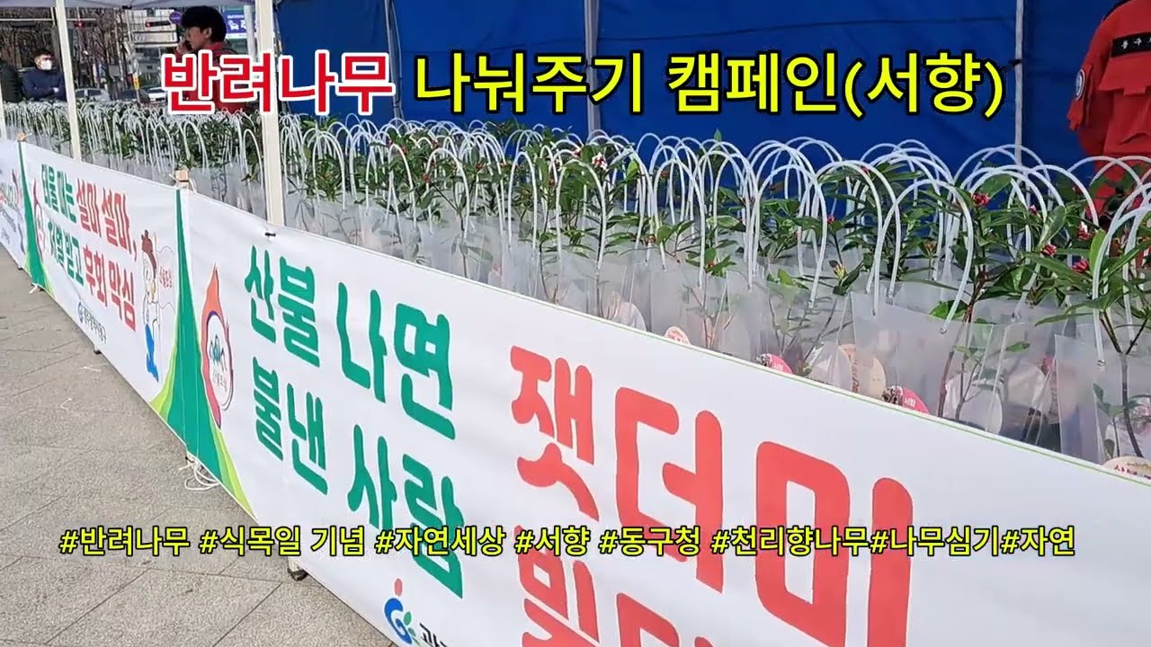 반려나무 나눠주기 캠페인 #자연세상 #반려나무 나눔 #나무 나눠주기 캠페인 #광주 동구청 #서향 #천리향 #힐링 #식목일 기념 #반려나무 나눠주기 캠페인