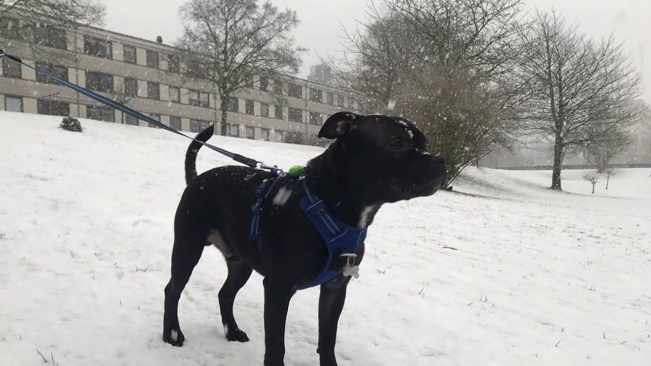 First time seeing Snow ❄️ | Odin the Staffordshire Bull terrier
