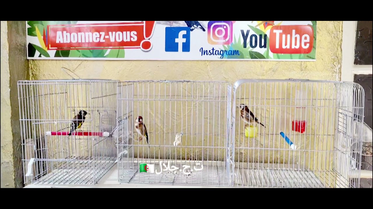 أخطاء يرتكبها المربون في تجهيز طيورهم لموسم تزاوج فاشل خاصة الهواة والجدد