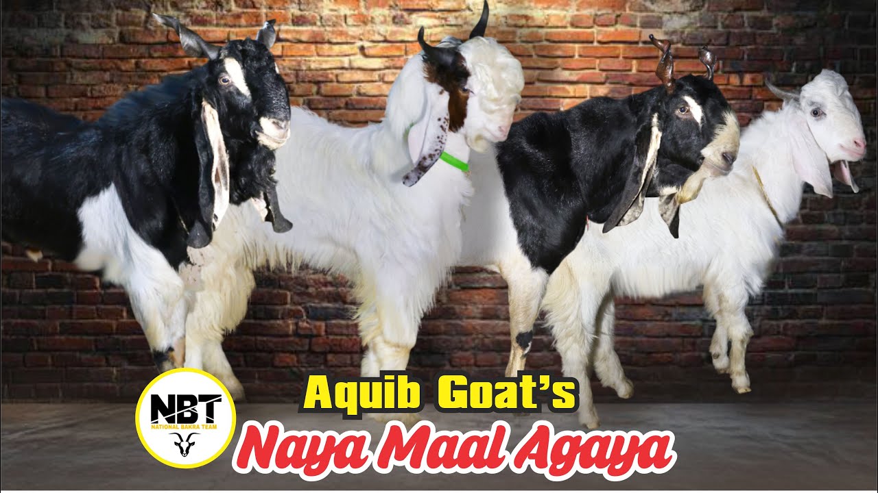 Naya Maal Agaya At Aquib Goat’s 