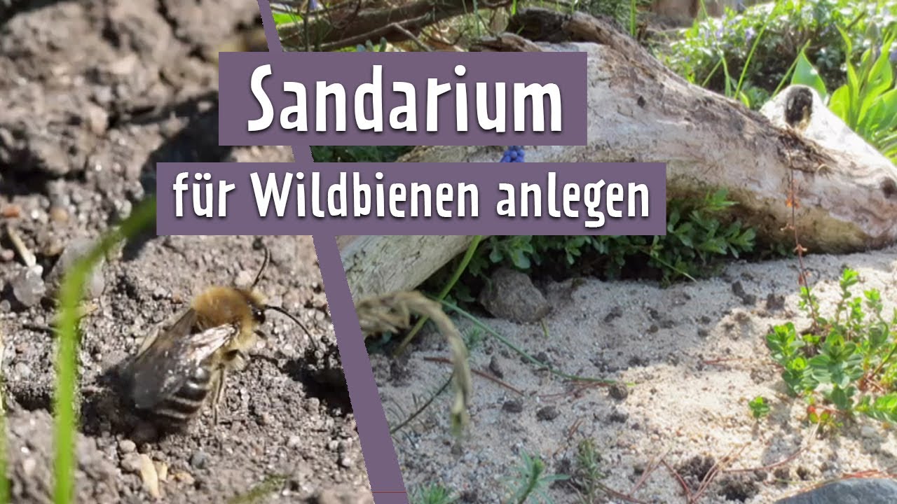Wildbienen im Garten: So hilfst du ihnen mit einem Sandarium | MDR Garten