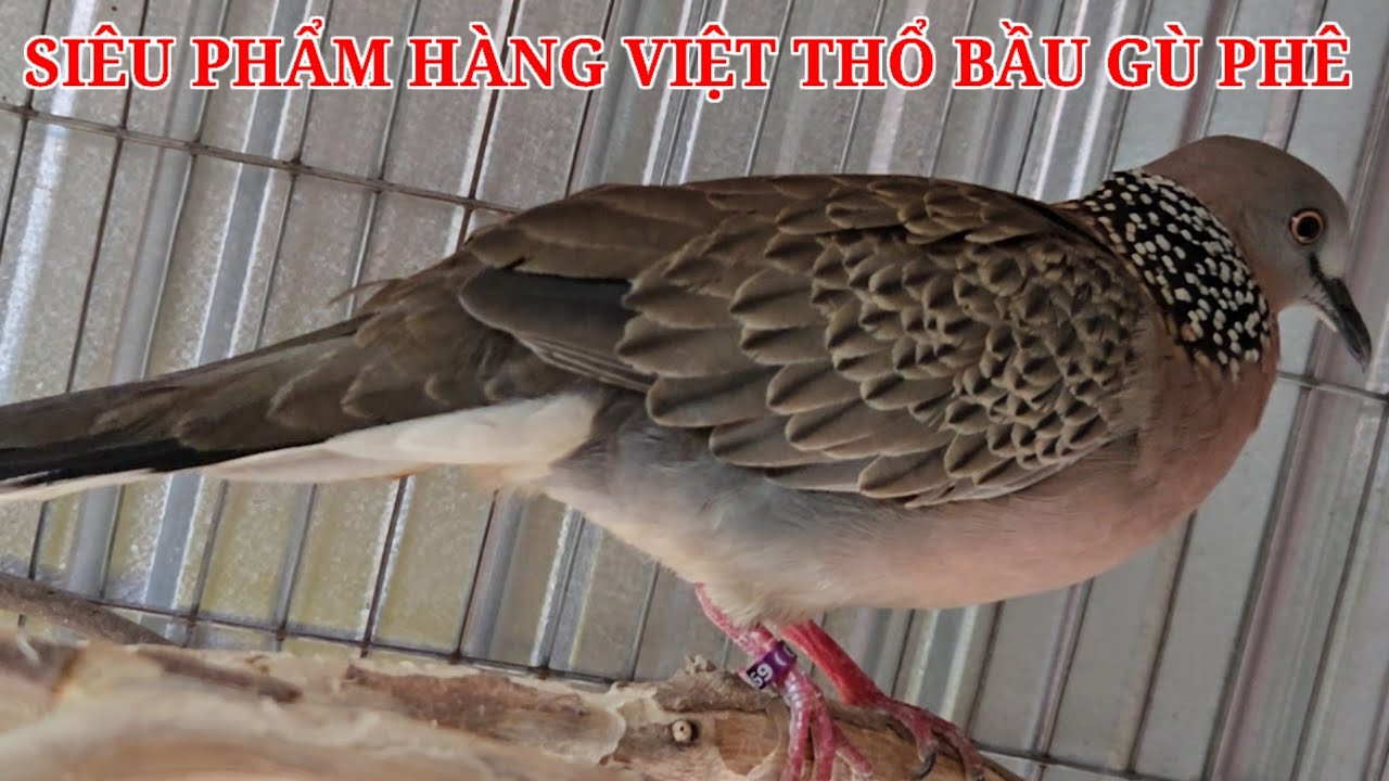 S/P- Thổ bầu âm khủng gù cực phê ae cần alô ( Huy 69 zalo 0913 3000 11 ) clisp 978
