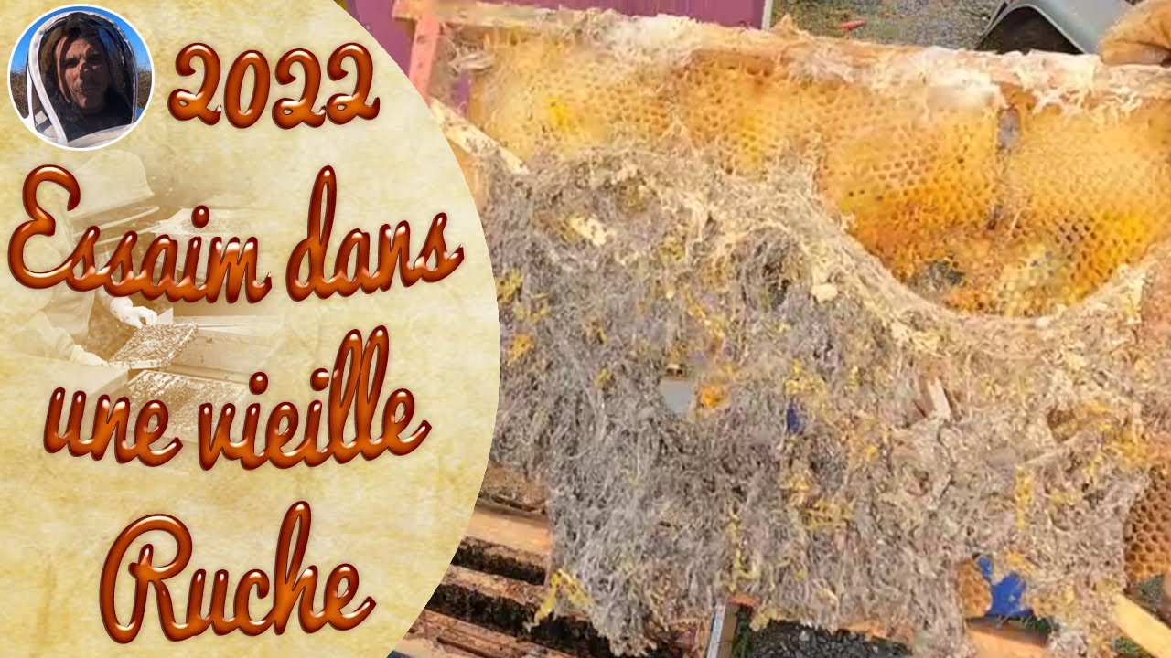 Un essaim emménage dans une ruche remplie de fausse teigne