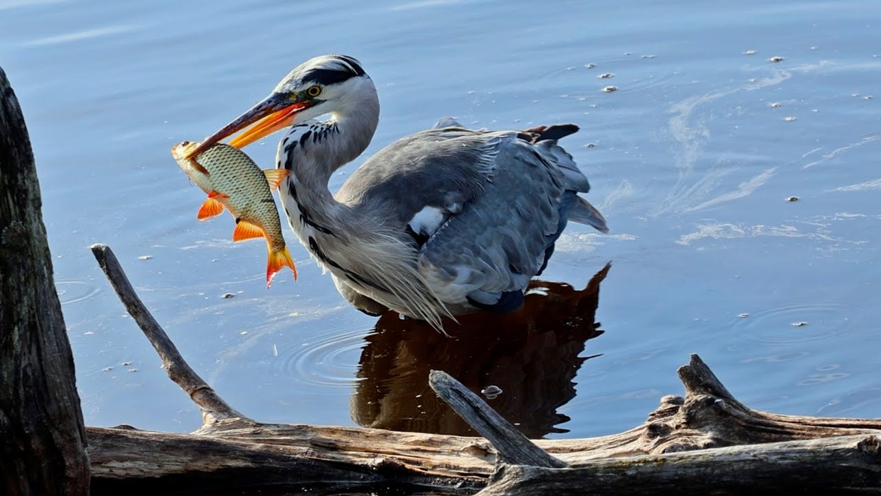 Reiher fängt dicken Fisch / Heron`s catch of the day  - Schwenninger Moos