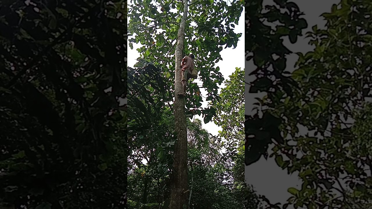 Cara panjat pokok besar