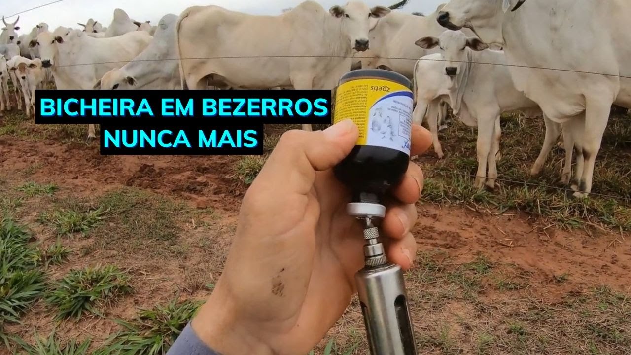 COMO PREVENIR BICHEIRA EM BEZERROS