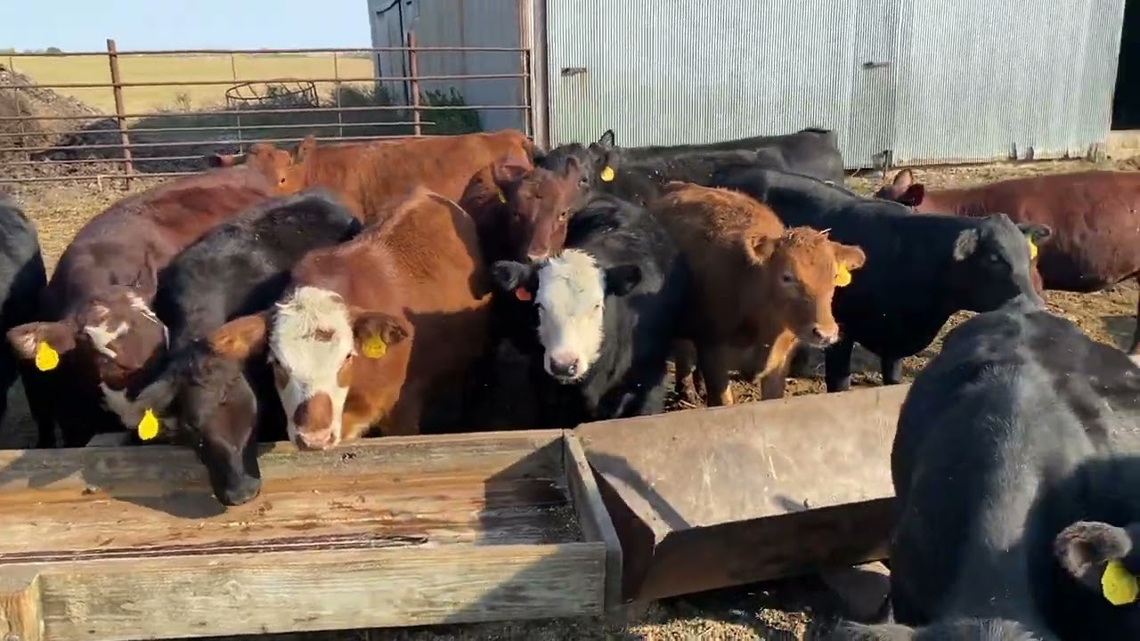 Weaned calf tour