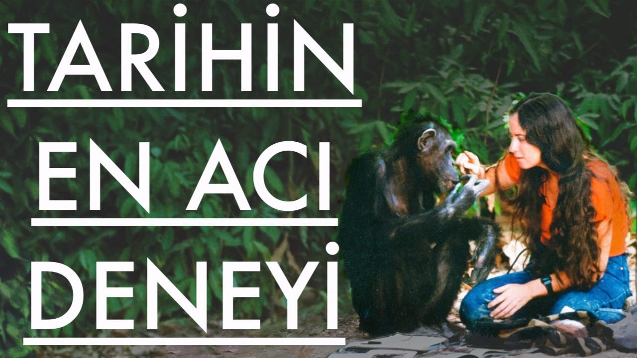 Bir Maymun İnsan Olabilir Mi ? Şempanze Lucy