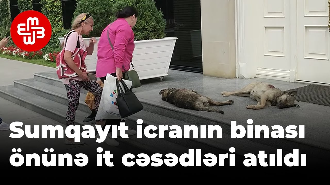 Sumqayıt RİH binası qarşısına it cəsədləri atıldı - etiraz aksiyası
