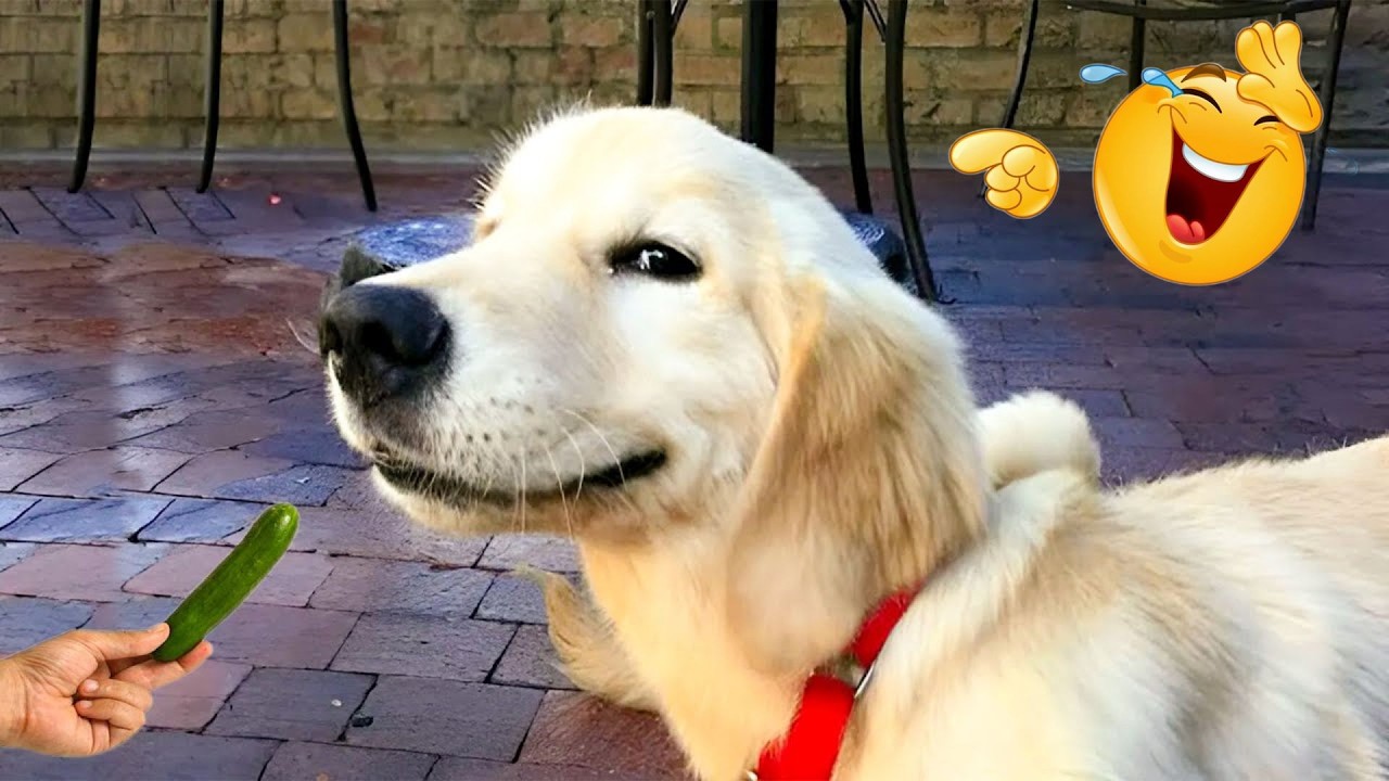 Hilarious Dog Moments That Turned Normal Days Into Chaos 🐶😂