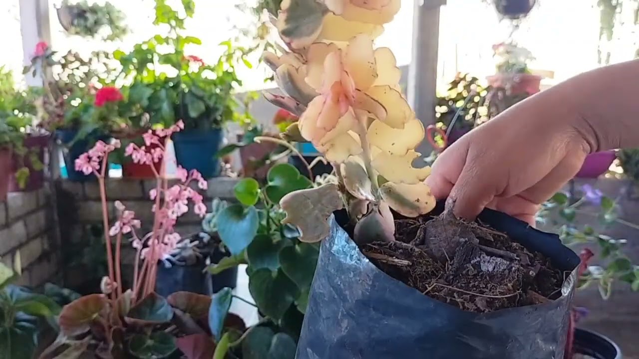 MIREN LAS BELLEZAS DE PLANTAS QUE COMPRE EN LA SIERRA😍🌿😁 LES MUESTRO TODO.