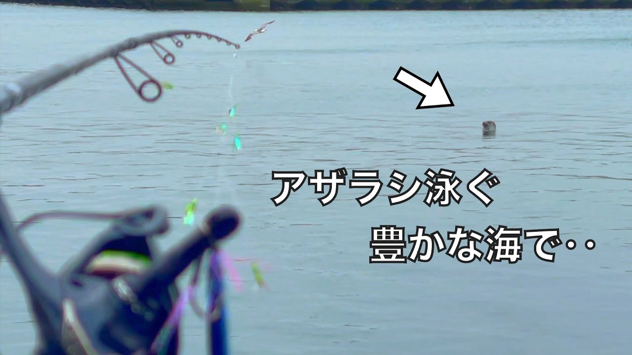 港で泳ぐアザラシの横で釣りしてみたら…【車中泊釣り旅北海道編・第6話】