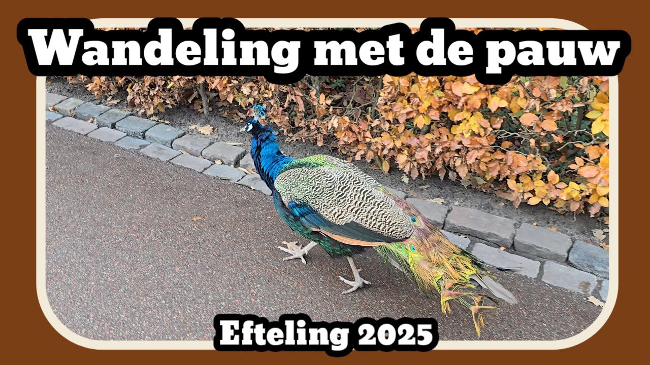 Wandeling met de pauw [Efteling 2025]