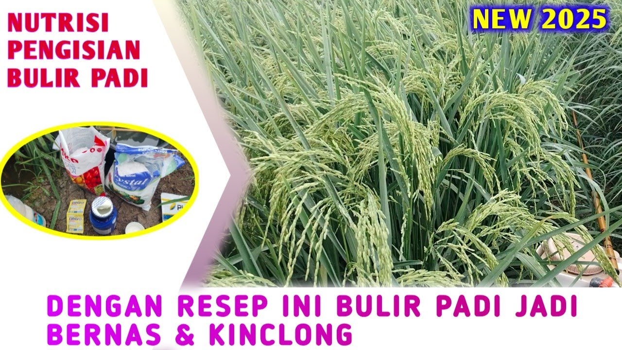 PENYEMPROTAN PENGISIAN BULIR PADI‼️ NUTRISI BULIR PADI
