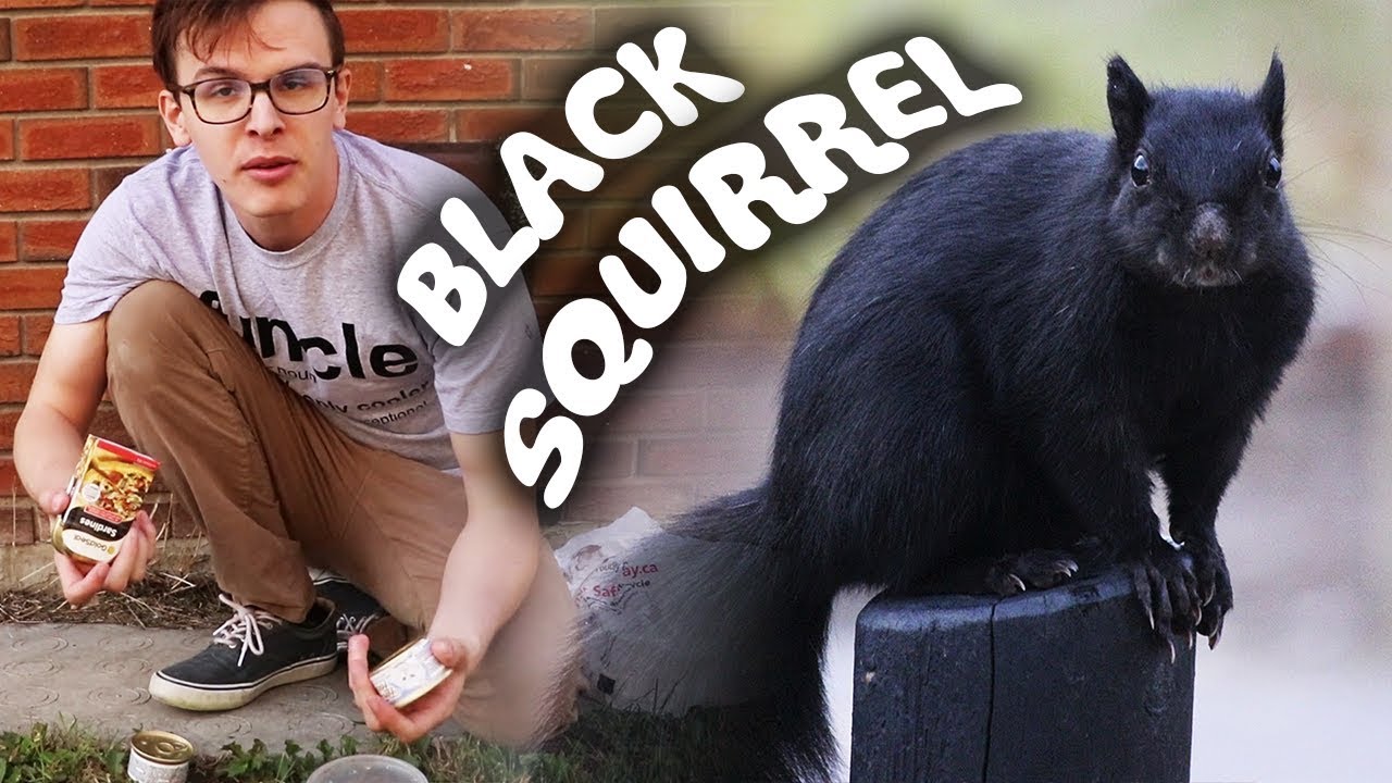 CATCHING A BLACK SQUIRREL!!! - Save the Squirrels Initiative