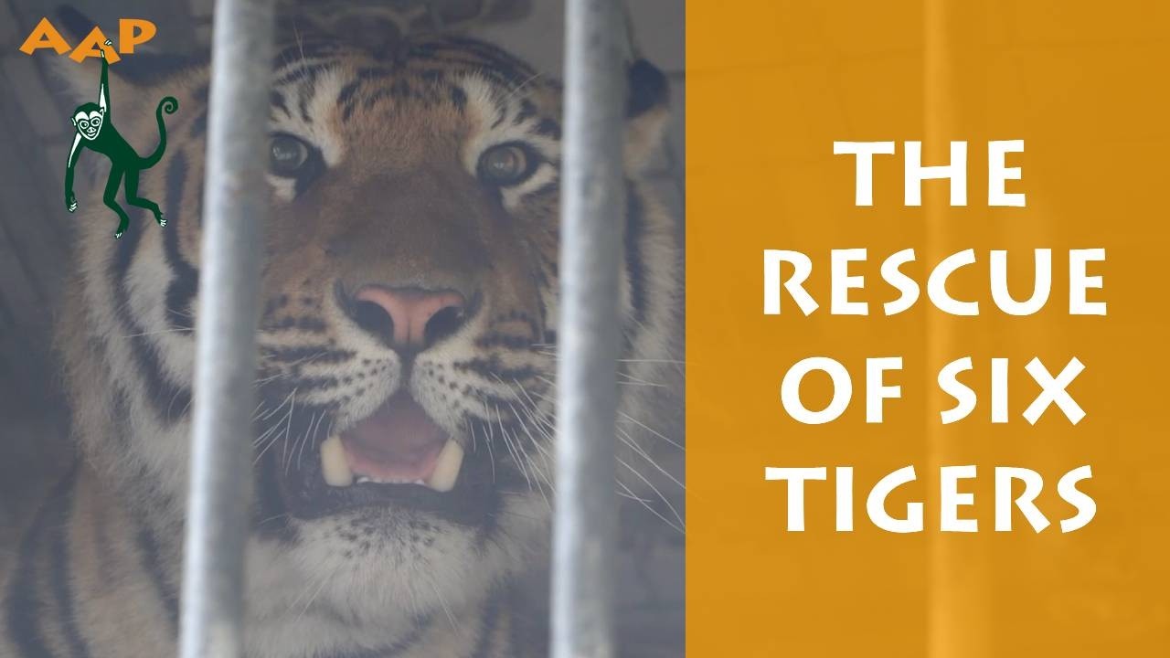 Six tigers rescued from Germany - AAP