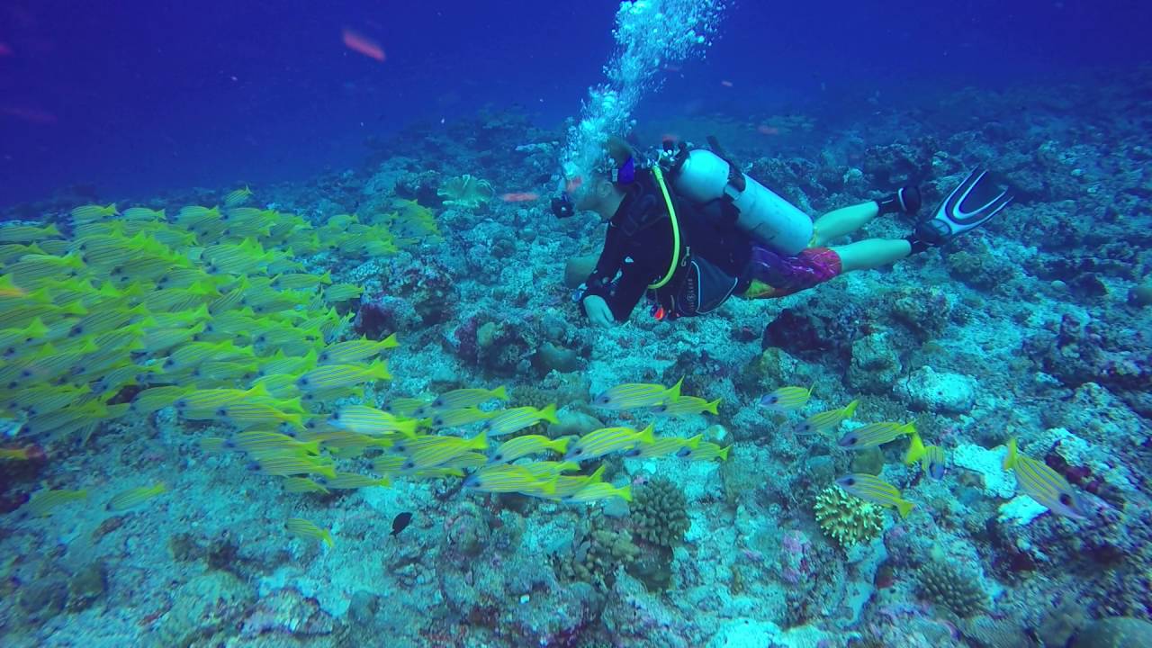 Maldives snappers shoal