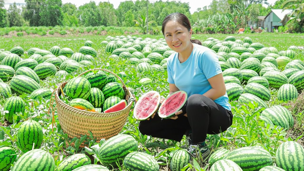 Harvesting Giant Watermelons to Sell at the Local Market | Emma Daily Life
