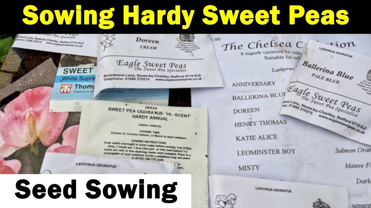 Sowing Hardy Sweet Peas | How to sow Sweet Peas | Best way to sow Sweet Peas | Green Side Up