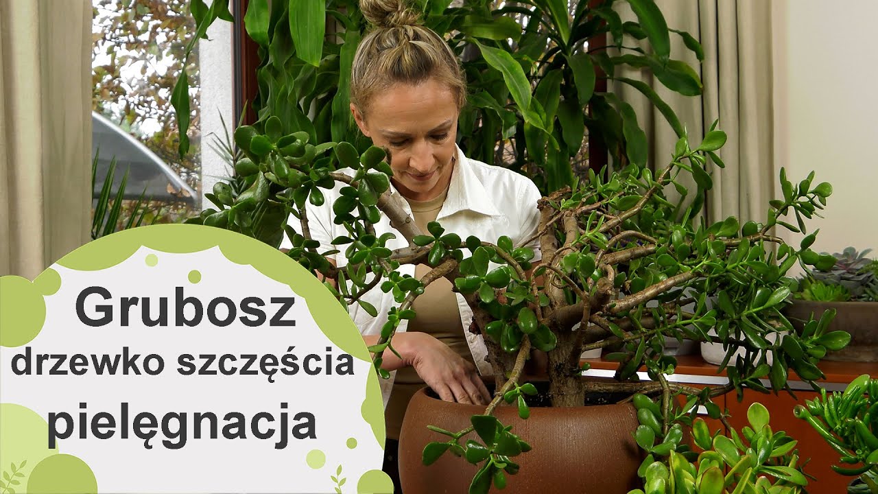 Drzewko szczęścia, czyli grubosz. Jak ją przesadzać i rozmnażać? Pielęgnacja