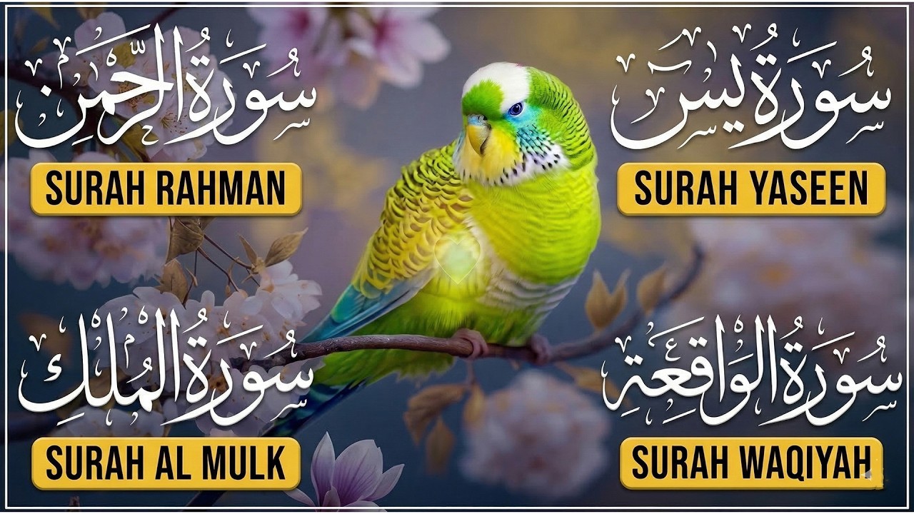 Surah Yasin  Surah Rahman  Surah Waqia  Surah Mulk  Full HD  Path Of Noor