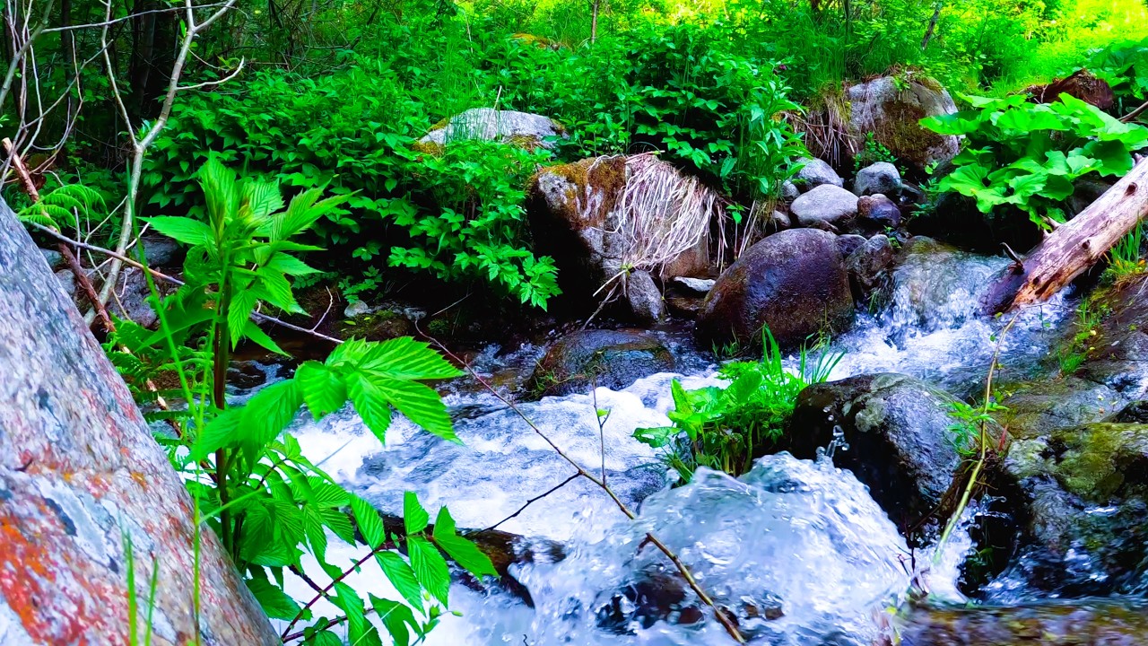 Mountain Stream ASMR 🌊 | Natural Creek Flowing Through Rocks in Green Forest | Pure Nature Sounds