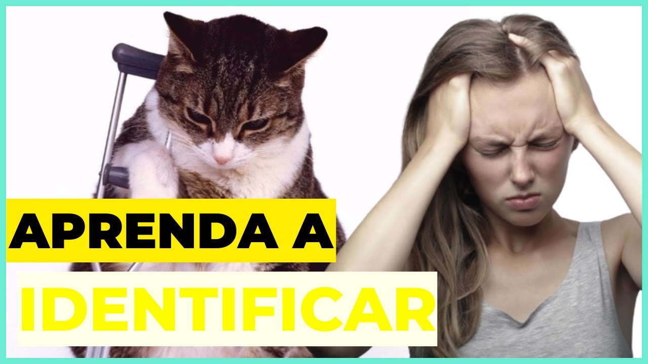 COMO Reconhecer & Aliviar a Dor em Gatos (TODOS Deveriam Saber)