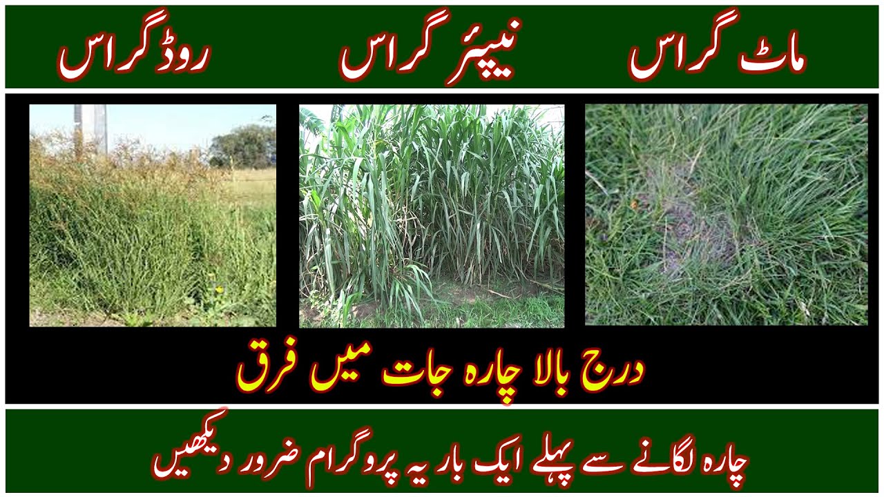 Difference between Napier Grass|Rhoades Grass|Mott Grass|Best fodder in Pakistan|Sada bahar chara