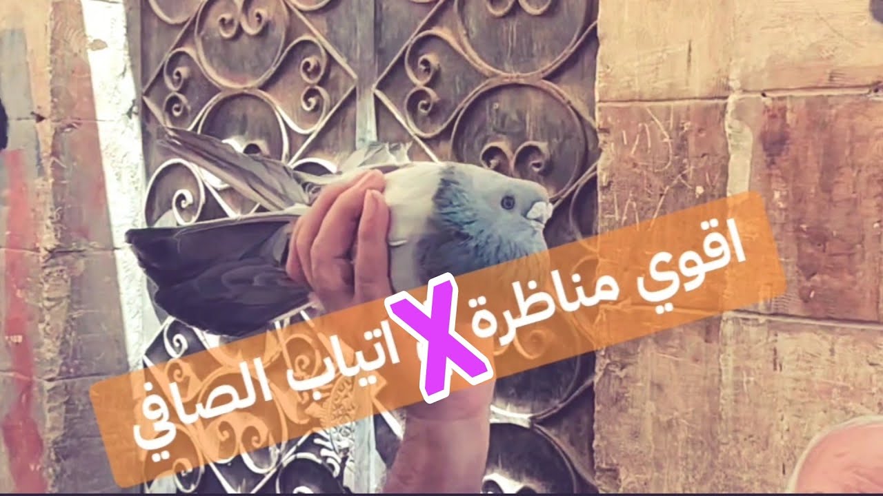 اقوي مناظرة في أتياب الصافي#egypt_swift_pigeons