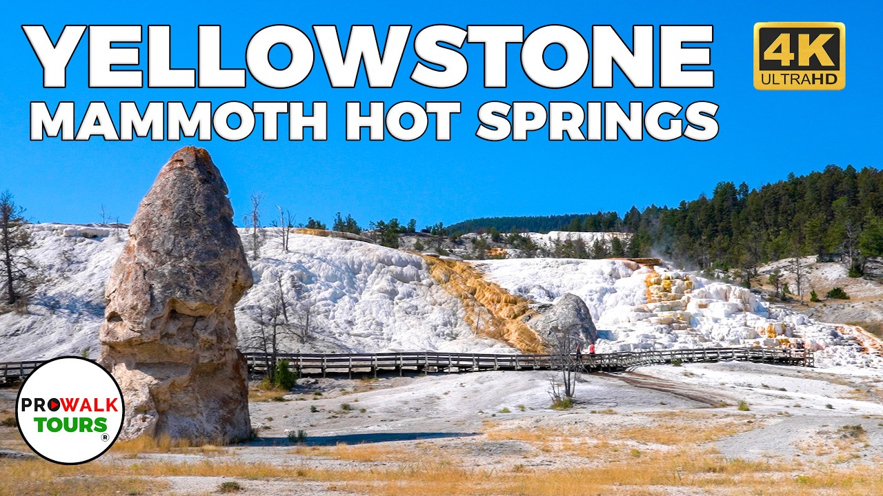 Mammoth Hot Springs: Yellowstone National Park | Walking Tour 4K60fps
