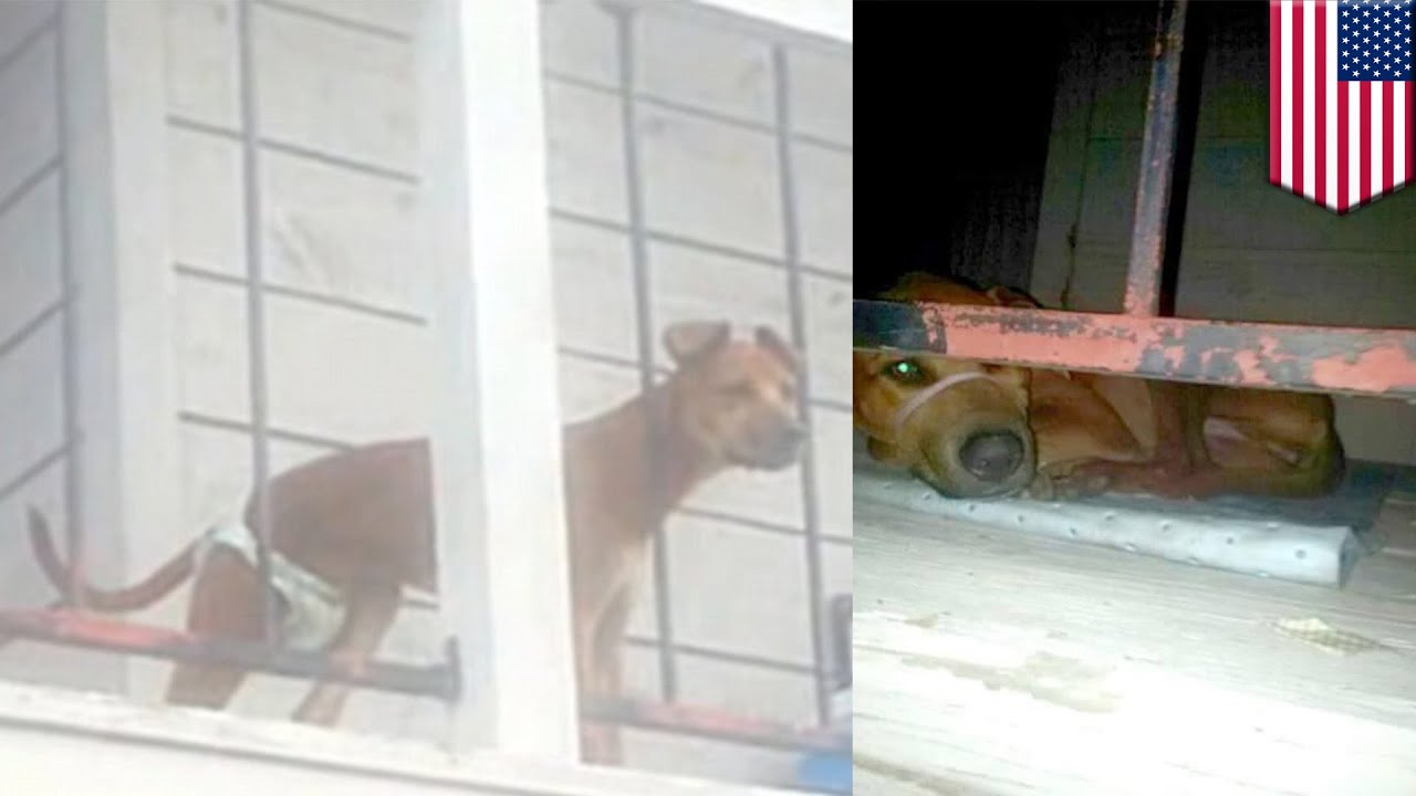 Diaper dog photos land woman in jail for trying to report animal cruelty on Facebook - TomoNews